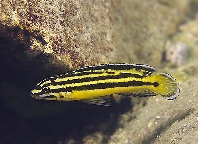 Julidochromis marksmithi 'Nkondwe Island'
